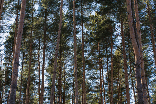 tall pine trees against blue sky