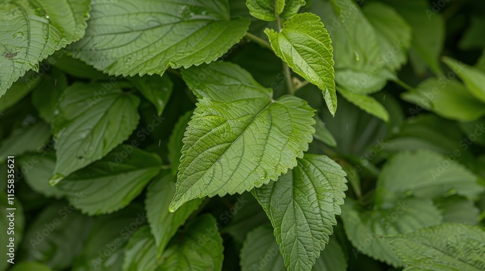 Nettle tea with fresh nettle leaves on a Neutral background Nettle tea with fresh nettle leaves on a Neutral background
