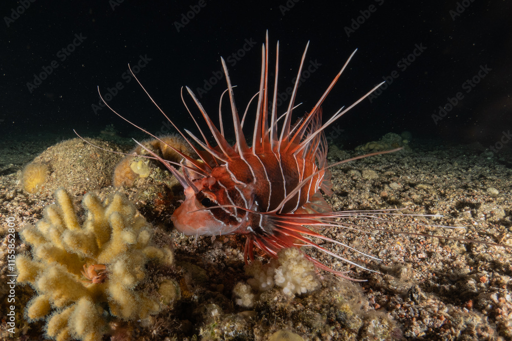 Obraz premium Lionfish (Pterois miles) in the Red Sea colorful fish, Eilat Israel 