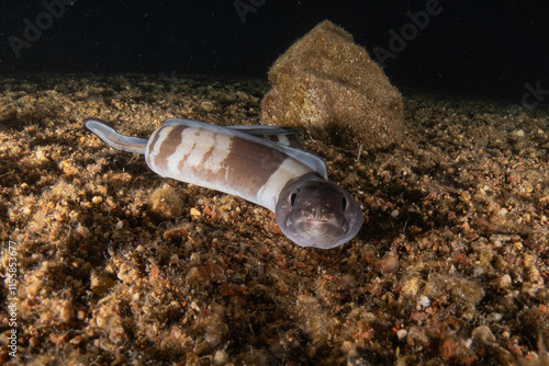 Moray eel Mooray lycodontis undulatus in the Red Sea, Eilat Israel
 photo