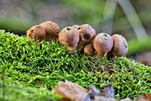 bräunlicher Stäubling auf einem Baumstamm photo