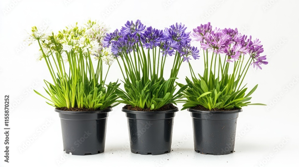 Assorted Agapanthus plants in black pots showcasing vibrant colors against a clean white background for garden decor and floral arrangements. Assorted Agapanthus plants in black pots showcasing vibrant colors against a clean white background for garden decor and floral arrangements.