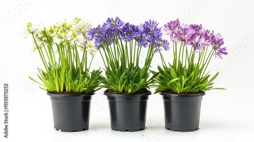 Fototapeta Naklejka Na Ścianę i Meble -  Assorted Agapanthus plants in black pots showcasing vibrant colors against a clean white background for garden decor and floral arrangements.