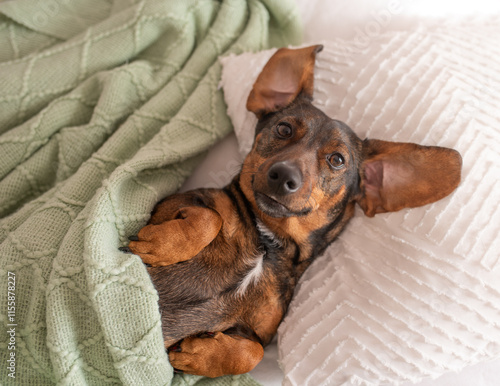 Photography A brown dachshund with long ears that sleeps on a pillow and under a blanket lik