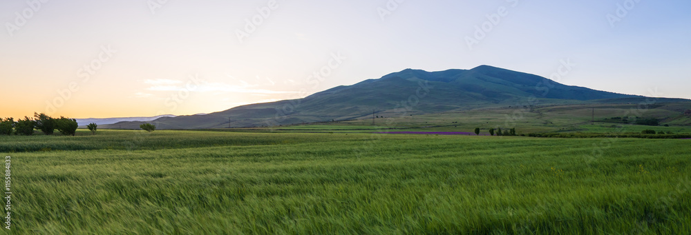 Fototapeta premium A field of green grass swaying in the wind