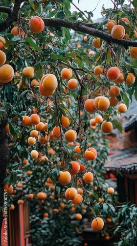 Abundant orange apricots hanging from trees in a lush garden setting