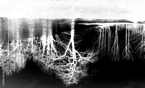 Reflet noir et blanc