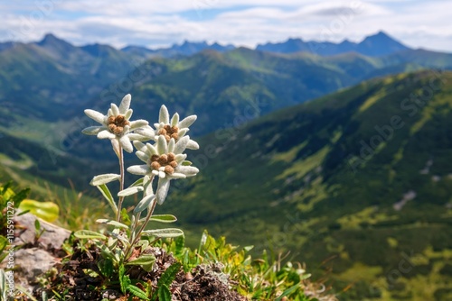 Edelweiss on a hike with mountains in the background. Isolated rare and protected wild flower edelweiss flower (Leontopodium alpinum) growing in natural environment high up in the mountains.