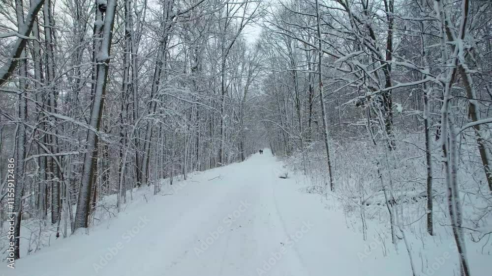 Ground Level Snowstorm in Forest - Winter Trail Perspective Ground Level Snowstorm in Forest - Winter Trail Perspective