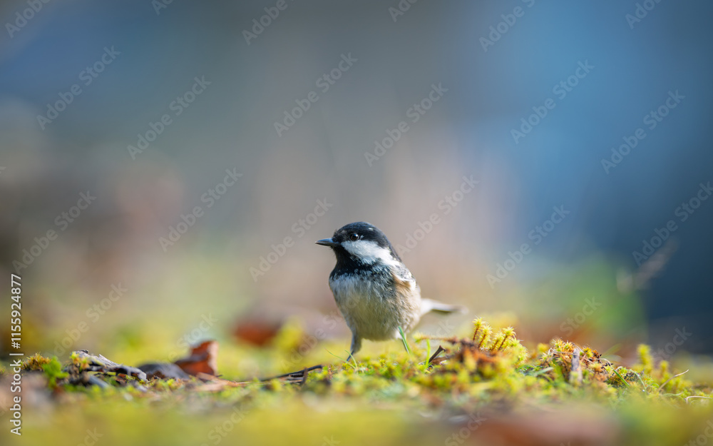 Obraz premium Bird (Coal tit) resting on the ground. Close-up view. Blur background with shallow depth of field.