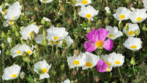 peaceful flowers and natural environment in nature photo