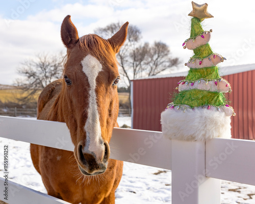 A chestnut horse with a white blaze next to a Christmas tree hat on a white fence outdoors with a barn in the background.  photo