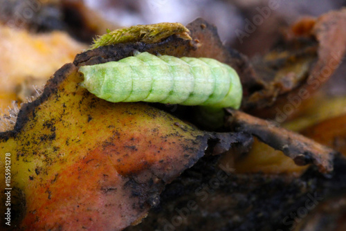 Green Shades Caterpillar 06 photo