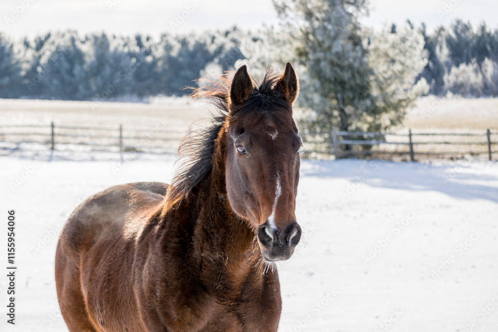 A bay horse trotting toward the camera in a snowy field with frosty pine trees in the background. A bay horse trotting toward the camera in a snowy field with frosty pine trees in the background.