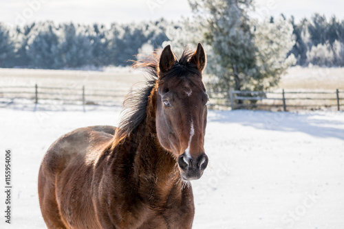 A bay horse trotting toward the camera in a snowy field with frosty pine trees in the background.  photo