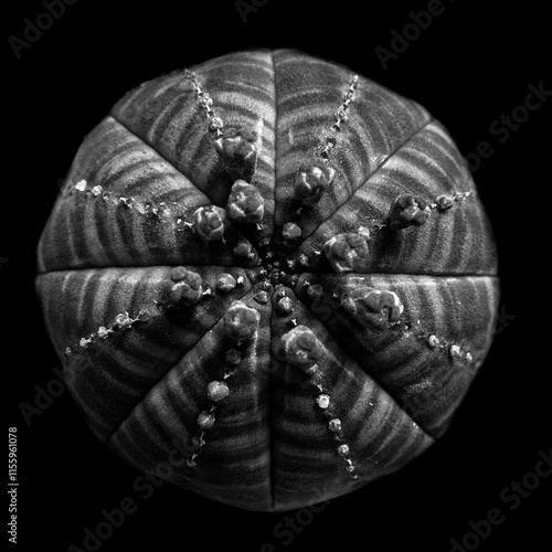 Rounded succulent with geometric texture in black-and-white