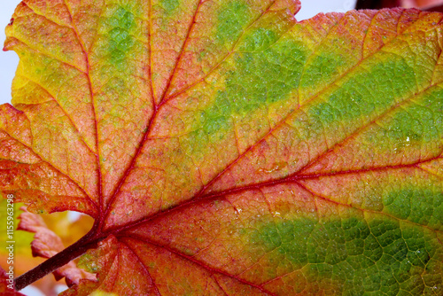 Autumn Abstract Currant Leaf 03