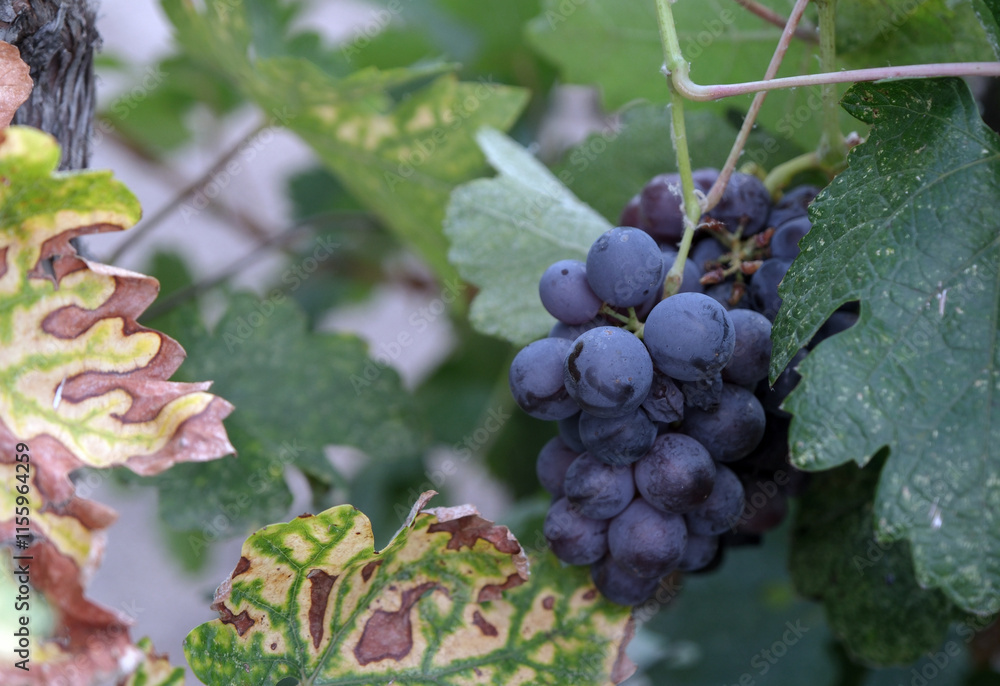 A grape called Kalecik Karası, unique to Ankara. A grape called Kalecik Karası, unique to Ankara.