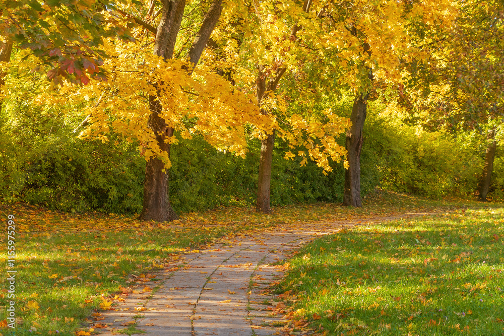 Path in autumn park. Fallen leaves. Sunny day. Beautiful bright landscape. Path in autumn park. Fallen leaves. Sunny day. Beautiful bright landscape.