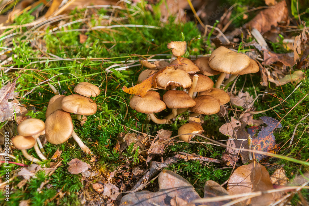 Mushrooms in autumn forest. Sunny day. Fallen yellow leaves. Beautiful bright landscape. Mushrooms in autumn forest. Sunny day. Fallen yellow leaves. Beautiful bright landscape.