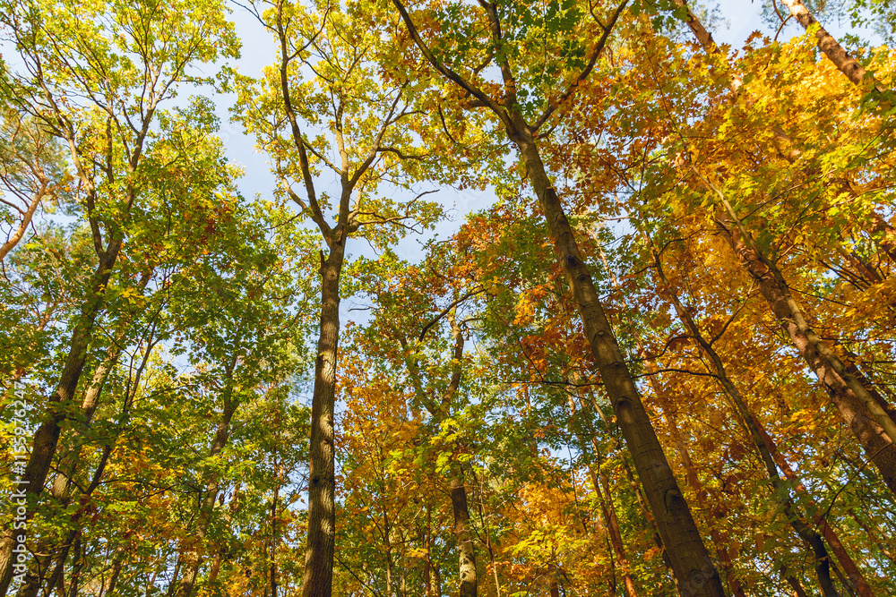 Trees with yellow leaves in the forest on a sunny autumn day. Trees with yellow leaves in the forest on a sunny autumn day.