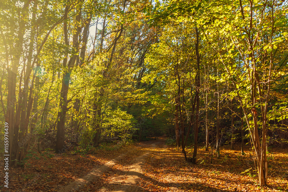 Obraz premium Path in autumn forest. Sunny day. Fallen yellow leaves. Beautiful bright landscape.