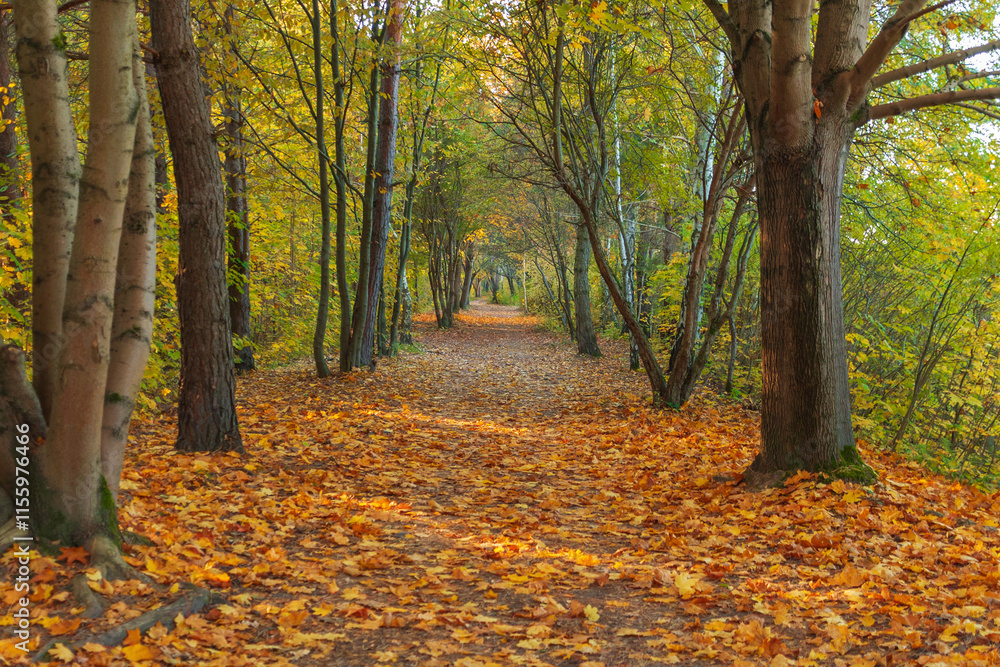 Path in autumn forest. Sunny day. Fallen yellow leaves. Beautiful bright landscape. Path in autumn forest. Sunny day. Fallen yellow leaves. Beautiful bright landscape.