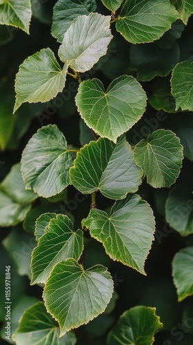 Lush green leaves of a climbing plant thriving in natural sunlight with vibra...