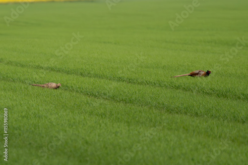 Fasanenpaar auf einem grünen Feld
