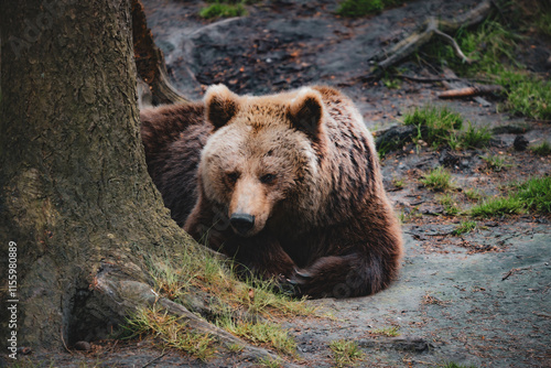 Braunbär ruht sich am Fuße eines Baumes aus