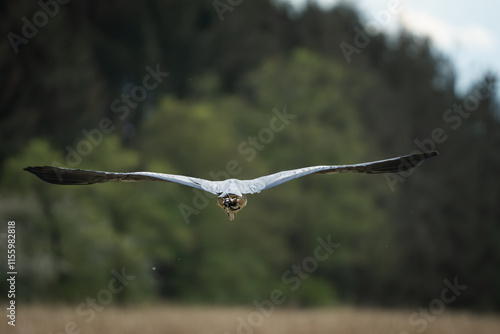 Fliegender Graureiher mit ausgebreiteten Flügeln im Anflug