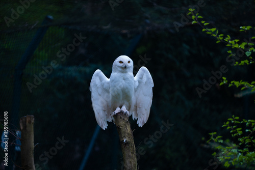 Schneeeule mit ausgebreiteten Flügeln auf einem Baumstumpf photo