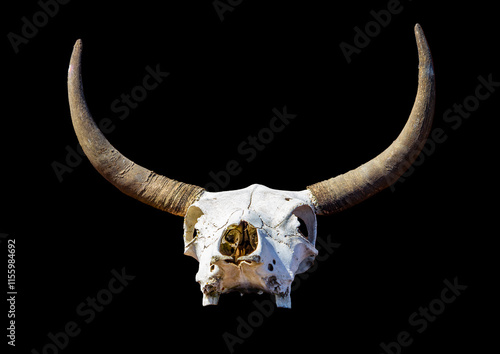 Obraz na płótnie Detailed image of a bull skull with large, curved horns is set against a black background. w salonie