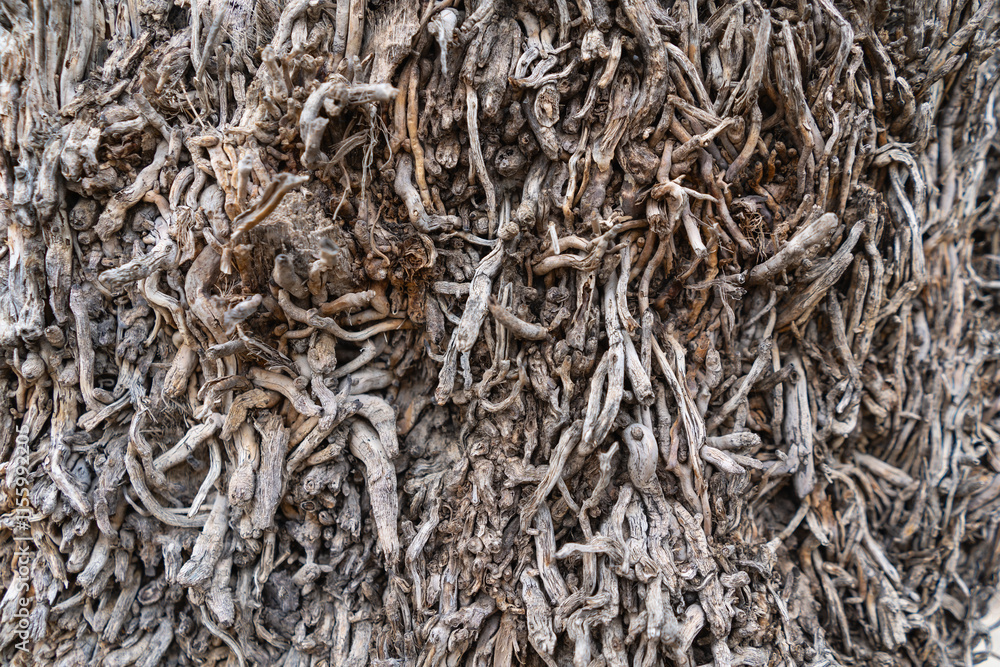 Palma de Mallorca, Spain 29.10.2021: Close-up of dried palm tree bark texture showing natural fiber pattern Palma de Mallorca, Spain 29.10.2021: Close-up of dried palm tree bark texture showing natural fiber pattern