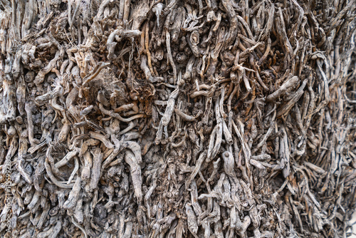 Palma de Mallorca, Spain 29.10.2021: Close-up of dried palm tree bark texture showing natural fiber pattern