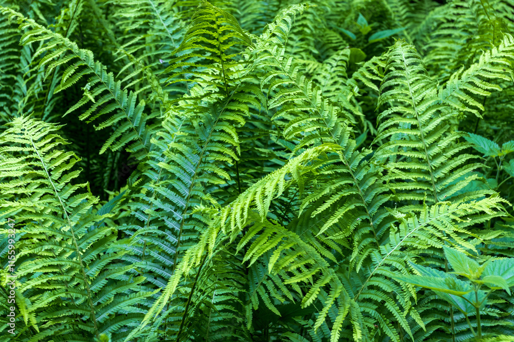 summer in a natural park, fern blooming, fascinating leaf plate shapes and an openwork crown summer in a natural park, fern blooming, fascinating leaf plate shapes and an openwork crown