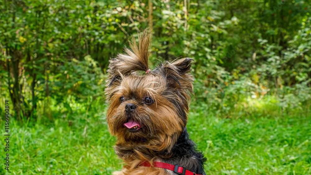 Dog. Yorkshire Terrier. Portrait of a small, purebred dog in nature. Pet.