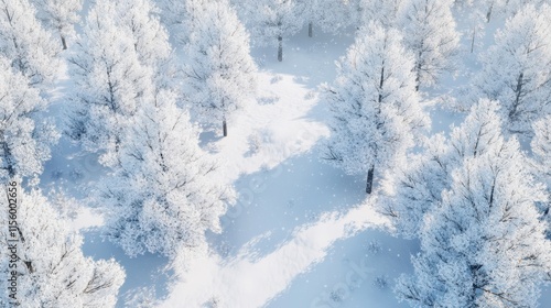 Winter white forest with snow, Christmas background photo