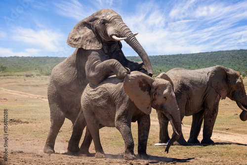 Photography Close up of a large Bull Elephant mating in the bush at Addo National Park, Sout