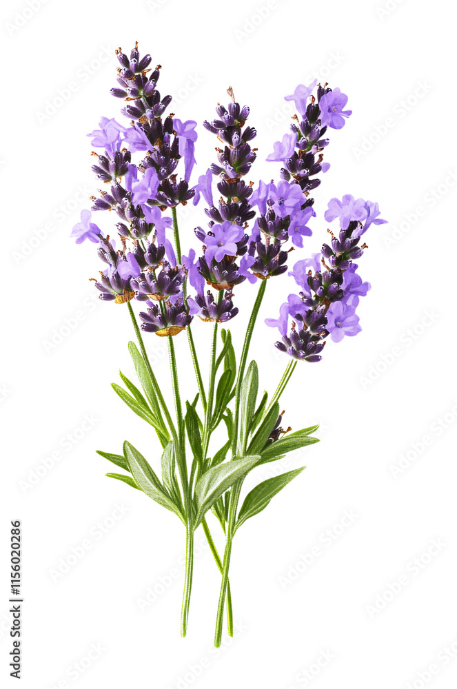 Obraz premium A Beautiful Bunch of Fresh Lavender Flowers with Green Stems and Leaves, Isolated on Transparent and White Background
