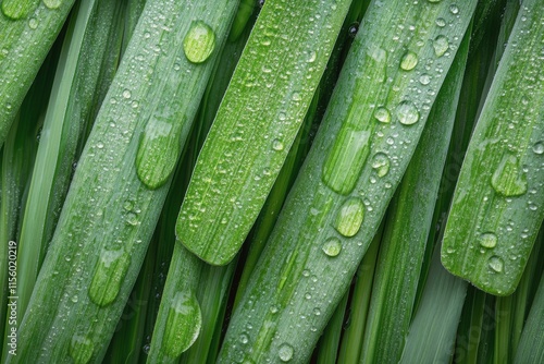 Fresh green leaves covered in water droplets revealing lush natures beauty