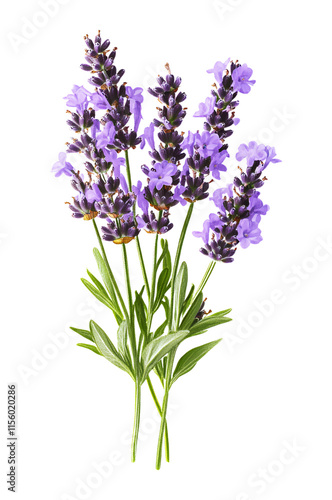 A Beautiful Bunch of Fresh Lavender Flowers with Green Stems and Leaves, Isolated on Transparent and White Background