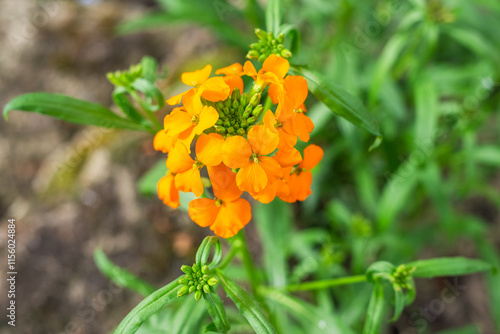 Bright beautiful perennial flower Erysimum cheiri with an inflorescence of orange opened flowers and buds photo