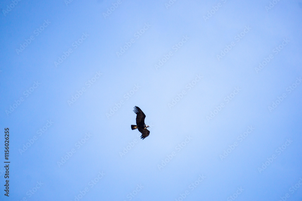 Wild condor in flight at Mirador del Condor Peru near the Colca Canyon area Wild condor in flight at Mirador del Condor Peru near the Colca Canyon area