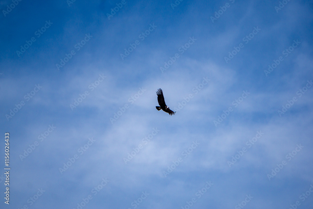 Stunning Andean condor flying above Mirador del Condor located in Peru iconic Colca Canyon area Stunning Andean condor flying above Mirador del Condor located in Peru iconic Colca Canyon area