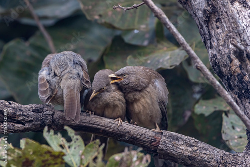 jungle babbler