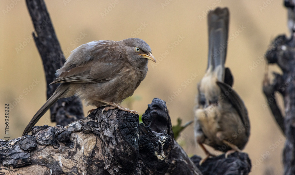 Fototapeta premium jungle babbler