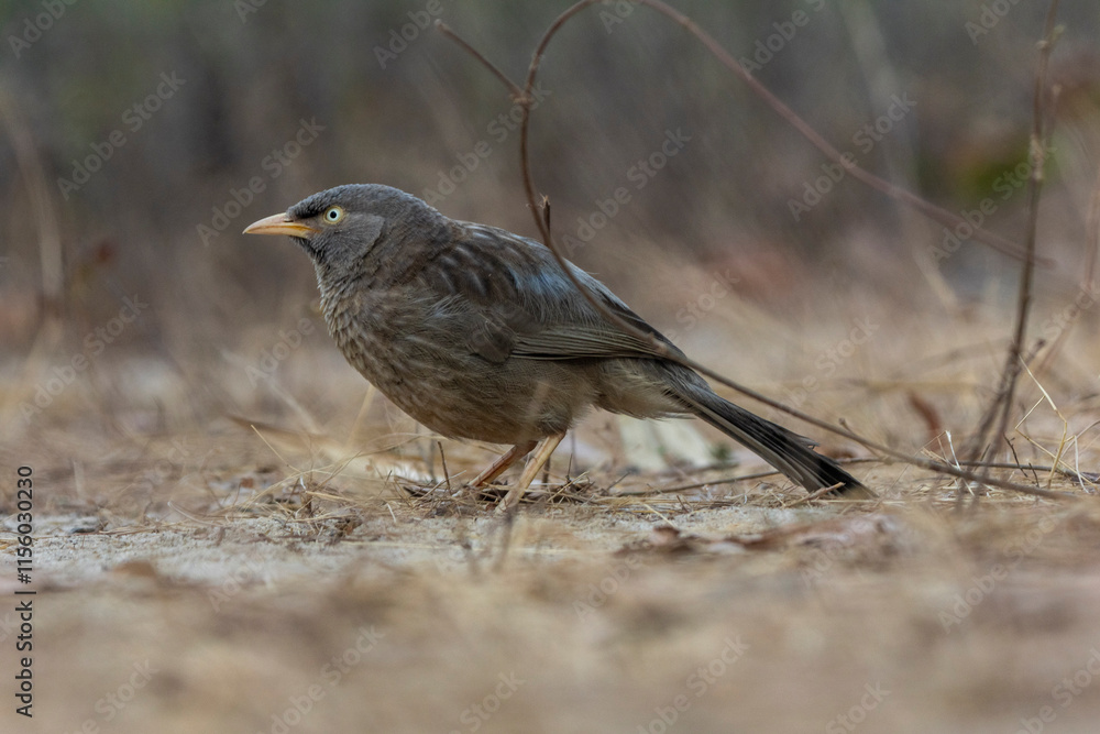 Fototapeta premium jungle babbler