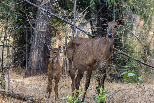 Nilgai and calf photo