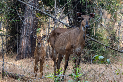 Nilgai and calf photo